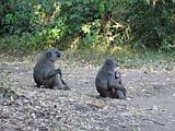 Ethiopia - Mago National Park - Baboons - 01